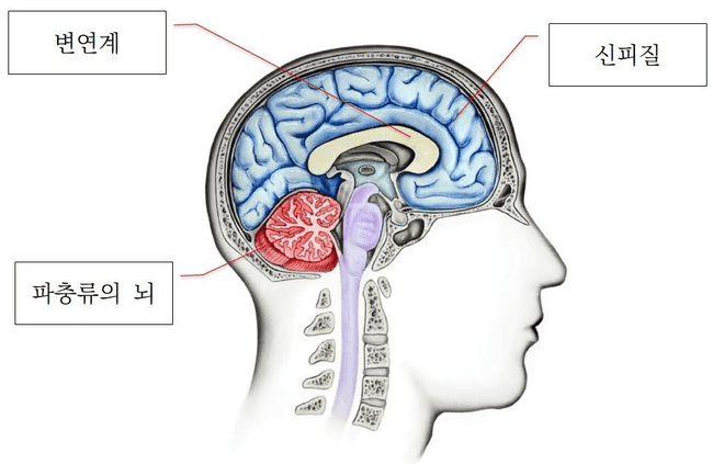 brain